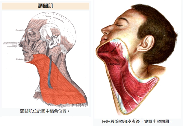 維基百科：頸闊肌部位